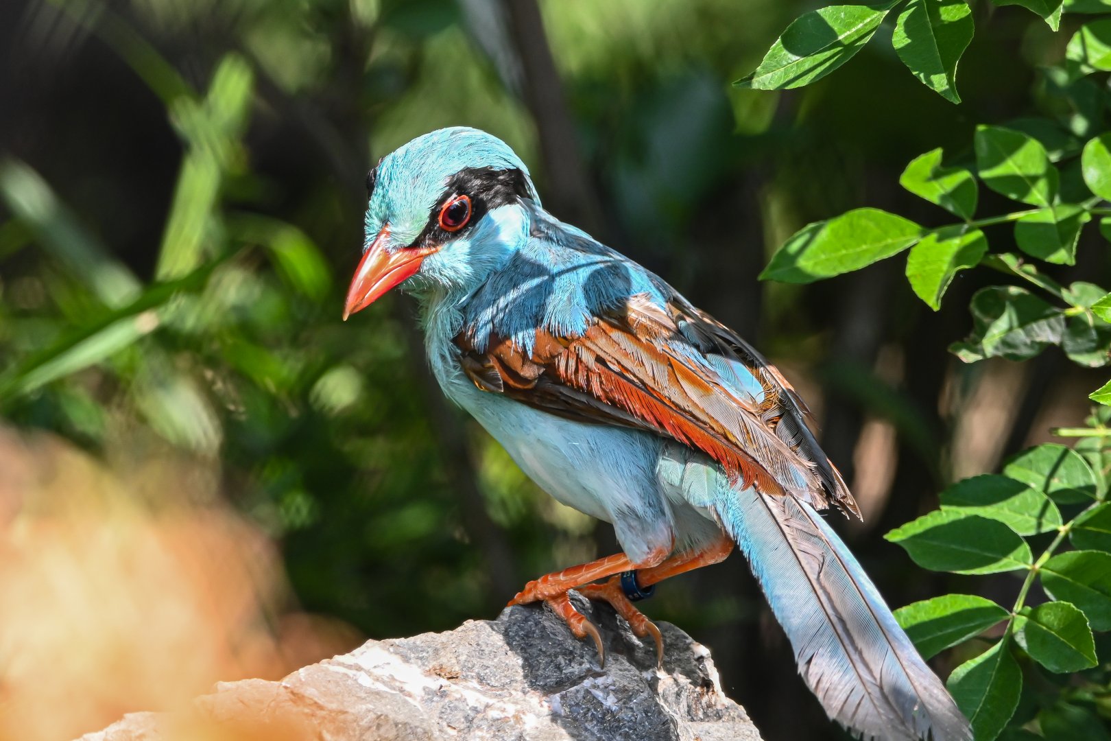 Indochinese green magpie