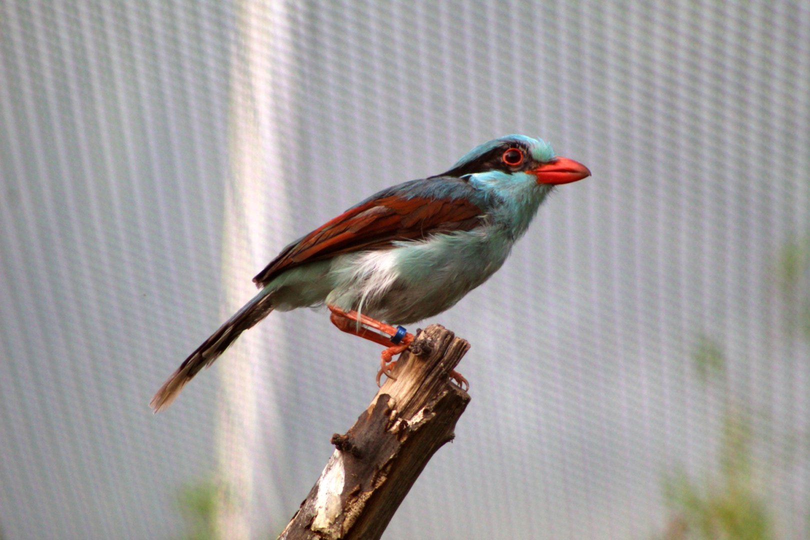 Indochinese Green Magpie