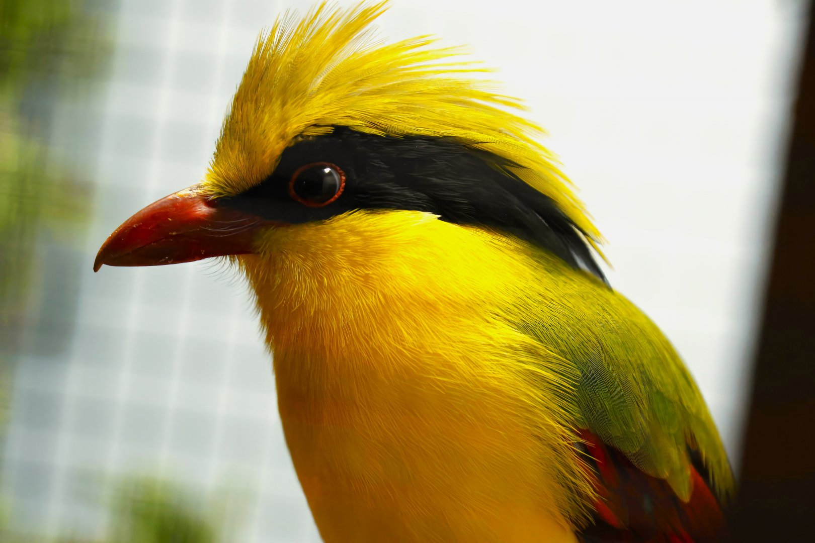Indochinese green magpie