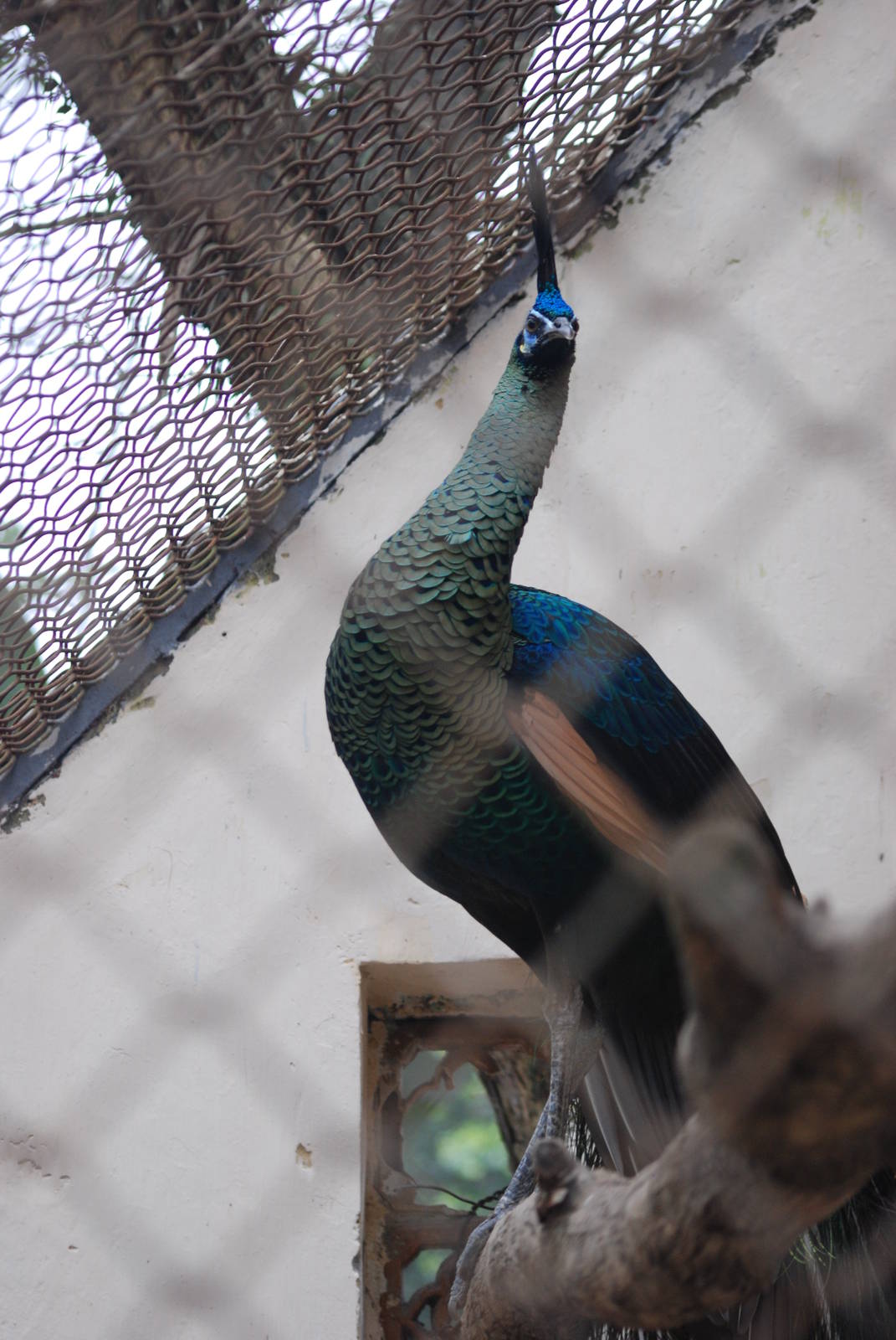 Indochinese Green Peafowl at Hanoi Zoo, 15/03/12