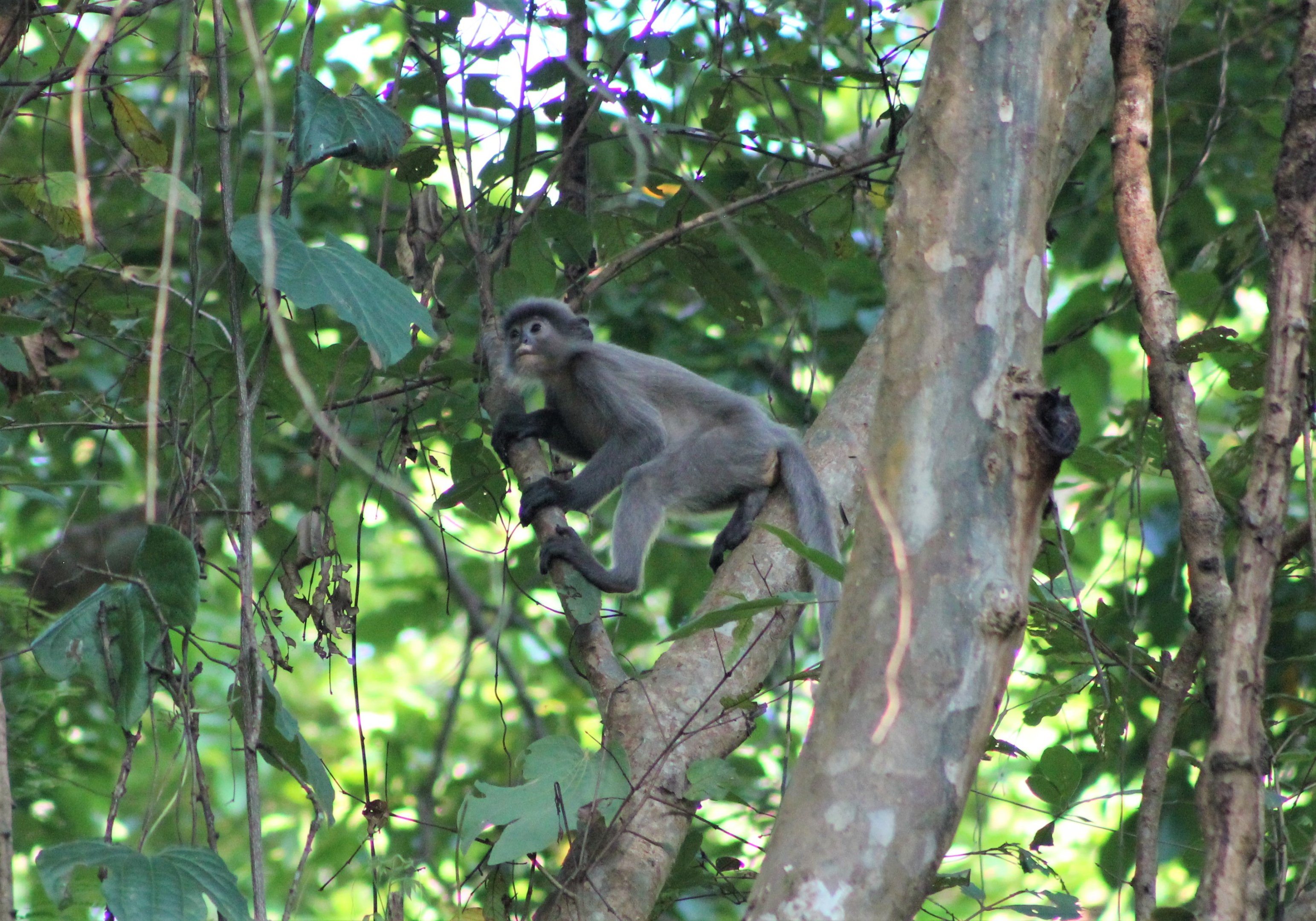 Indochinese Grey Langur (Trachypithecus crepusculus)
