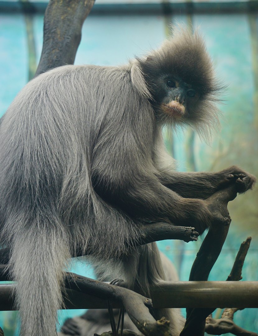 Indochinese Grey Langur (Trachypithecus crepusculus)