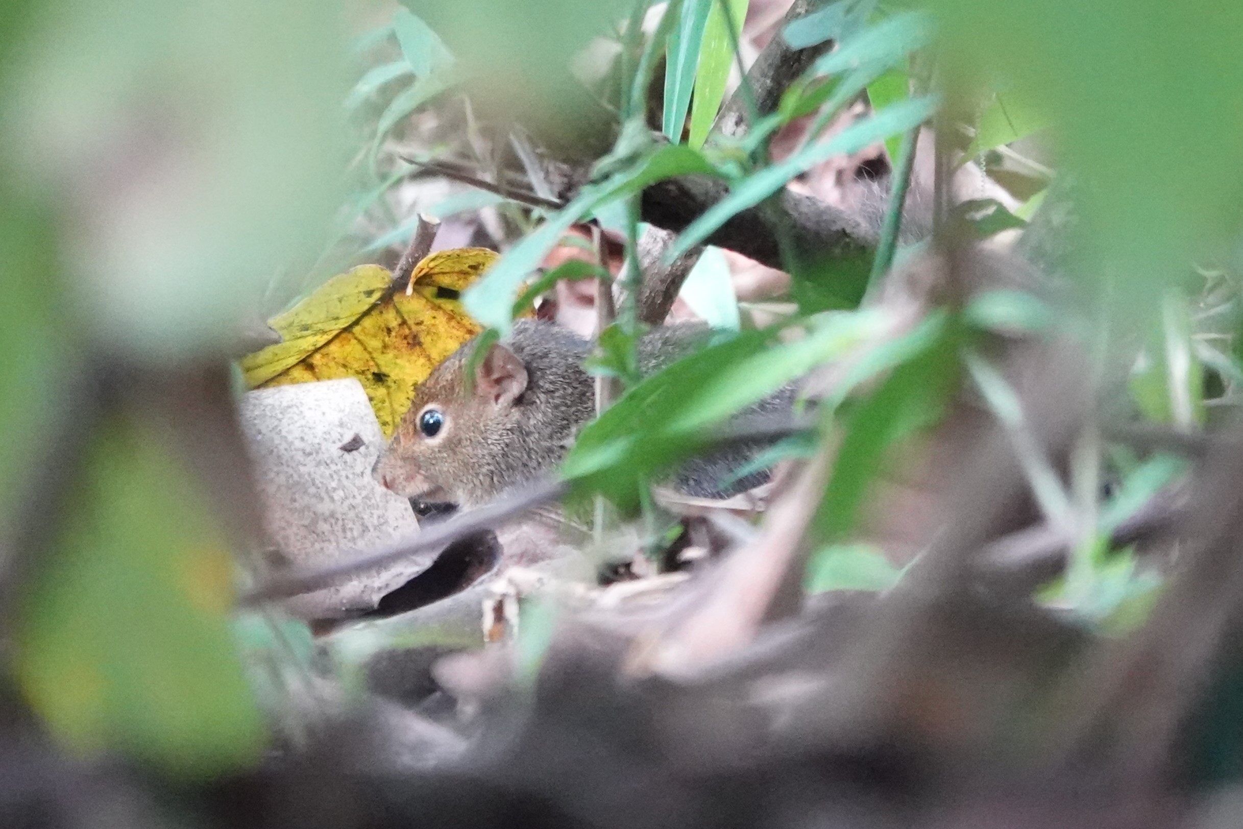 Indochinese ground squirrel