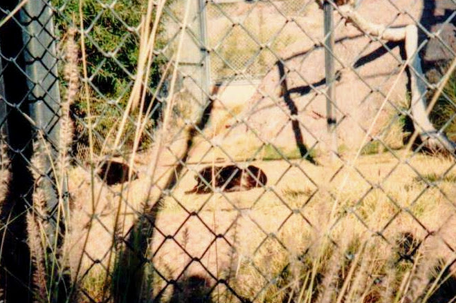 Indochinese Leopard (1990's)