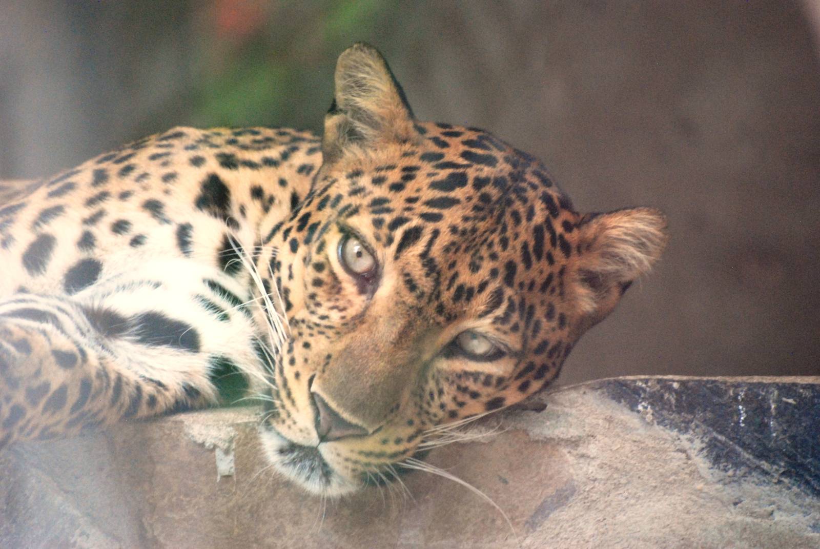 Indochinese Leopard at Saigon Zoo, 16/03/12