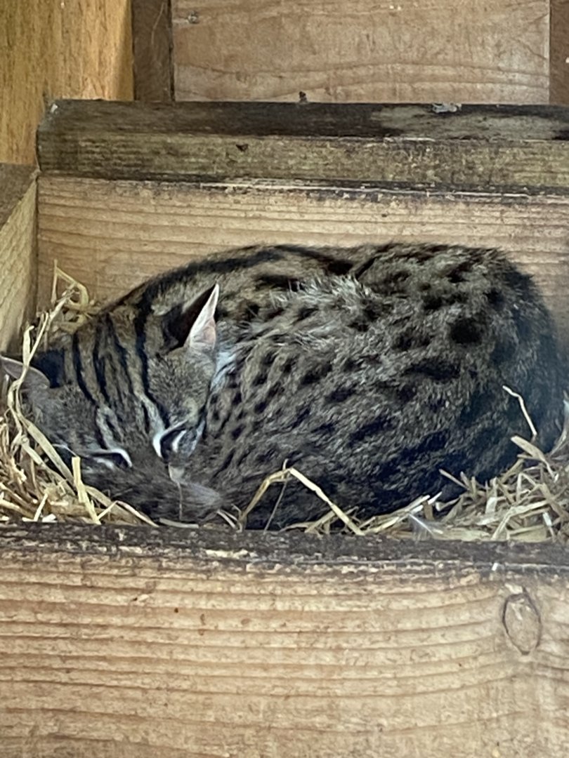 Indochinese leopard cat 060625