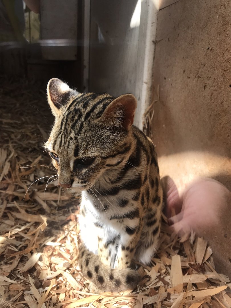 Indochinese leopard cat 070819