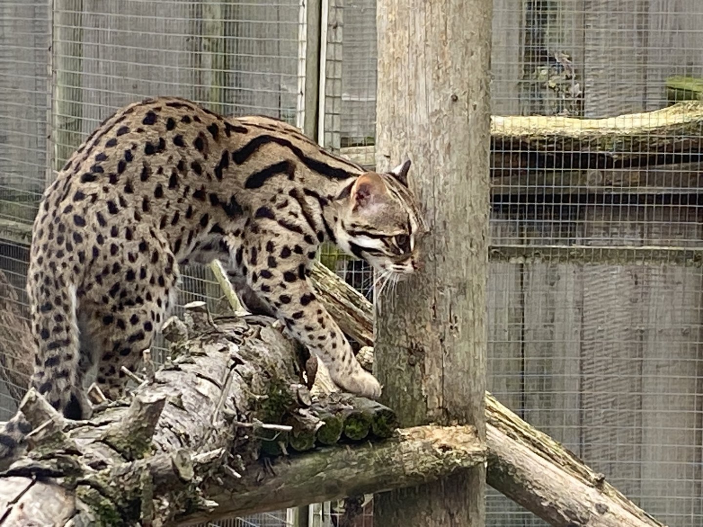 Indochinese leopard cat 101025