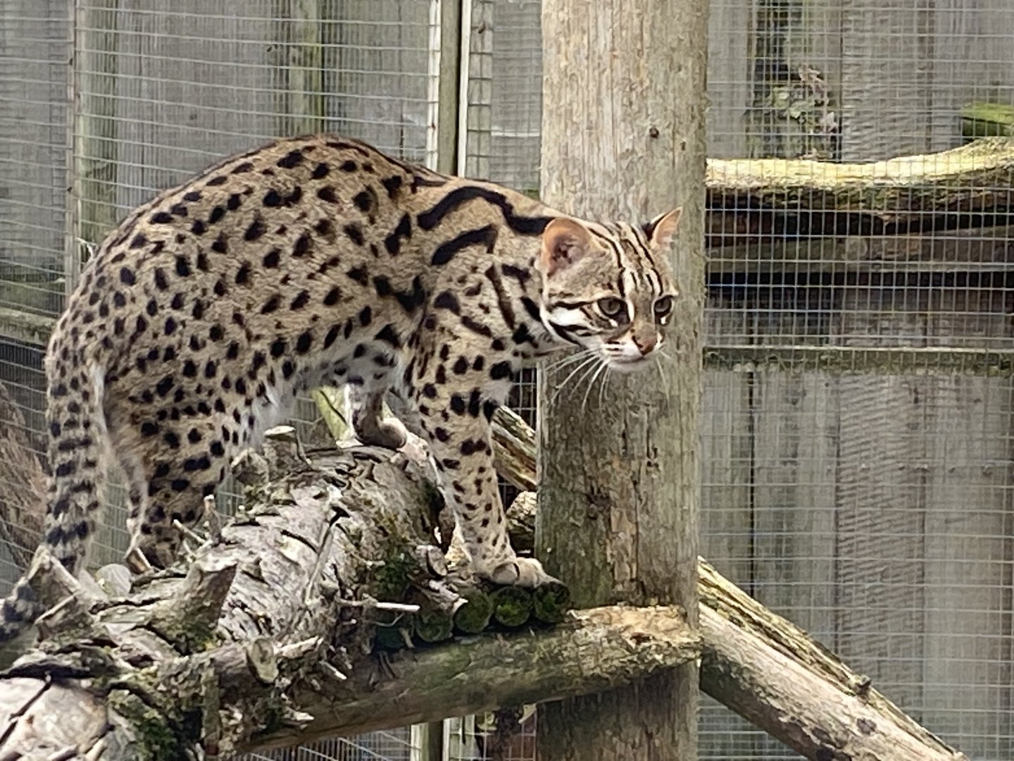 Indochinese leopard cat 101025