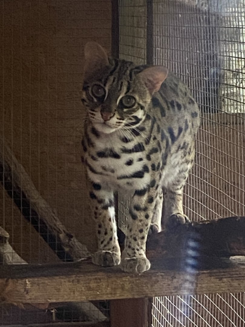Indochinese leopard cat 101025