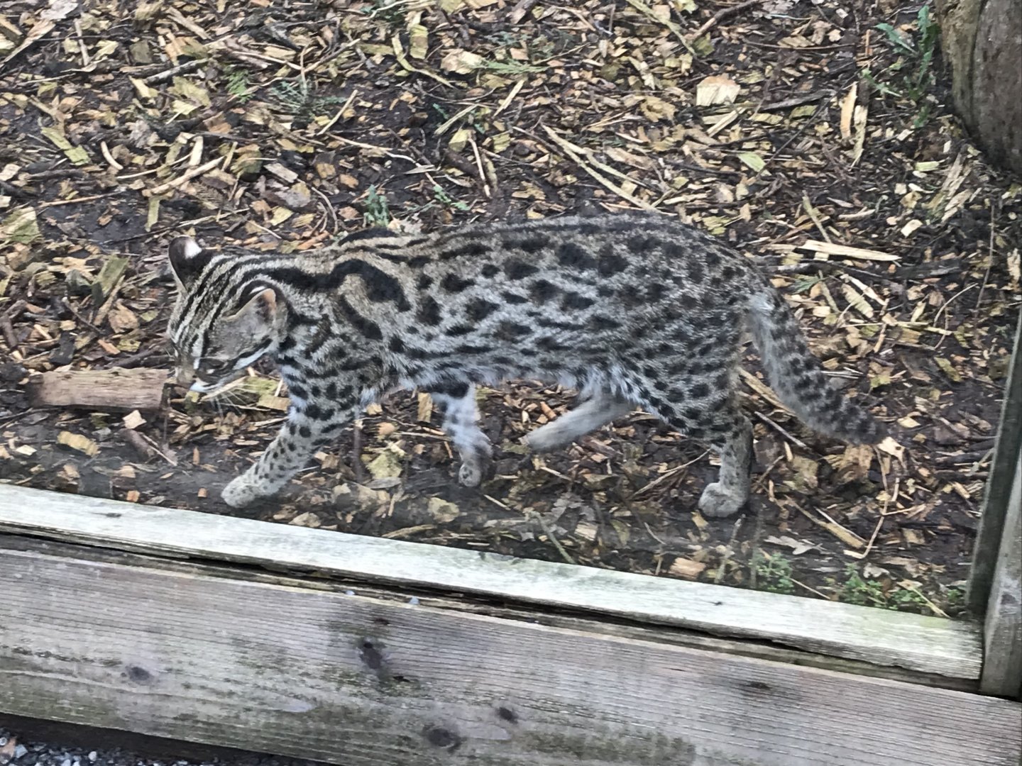 Indochinese leopard cat 170219