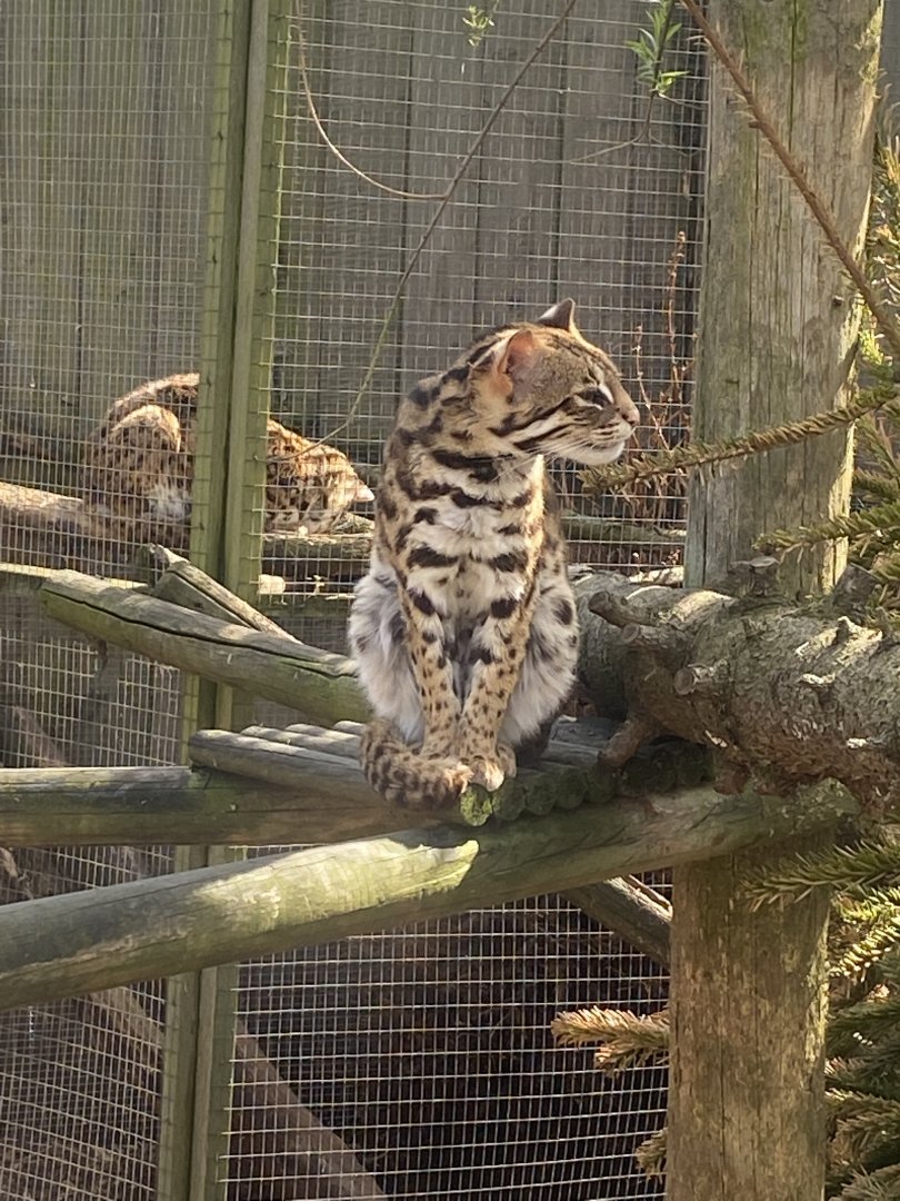 Indochinese leopard cat 190422