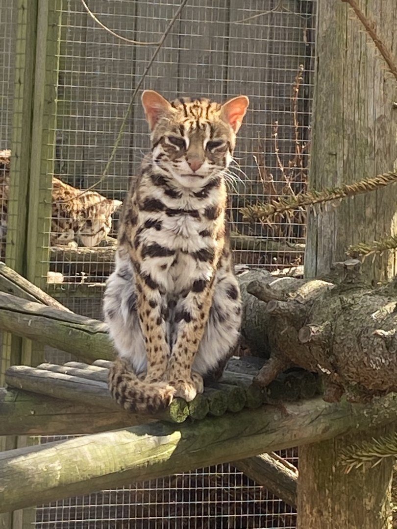 Indochinese leopard cat 190422