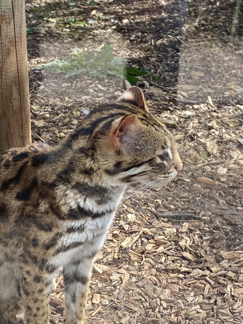 Indochinese leopard cat 190422