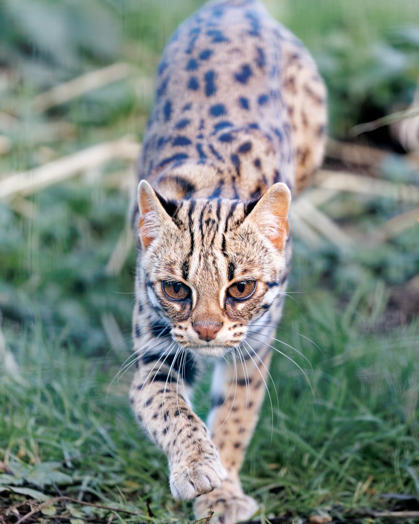 Indochinese Leopard Cat / 24-1-22 / Thrigby Hall