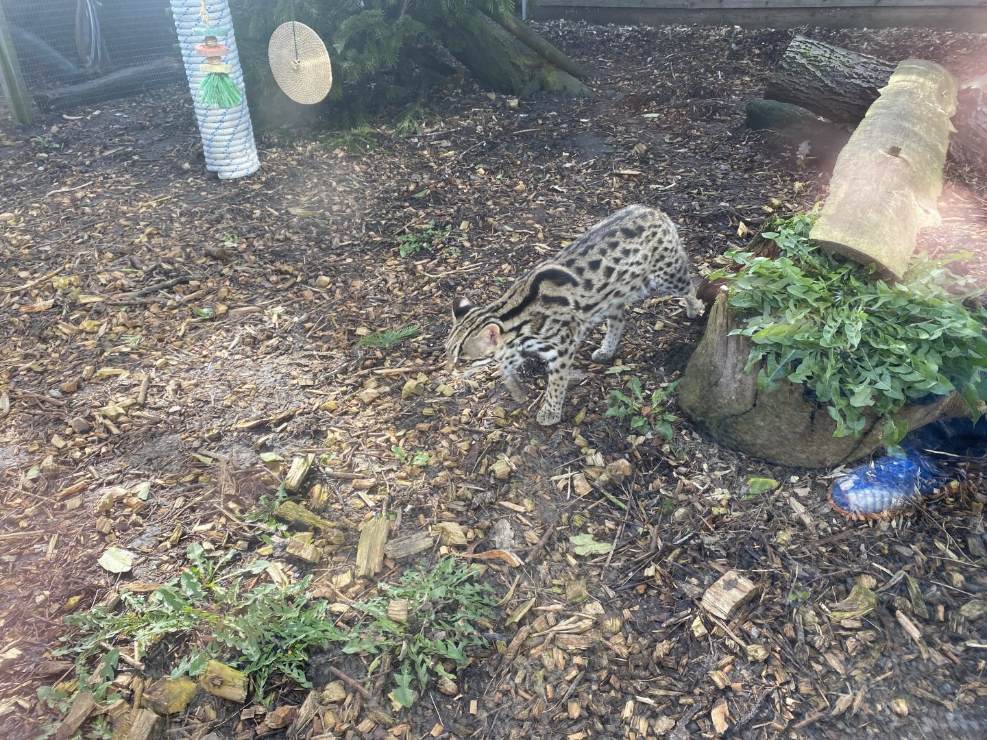 Indochinese leopard cat 250222