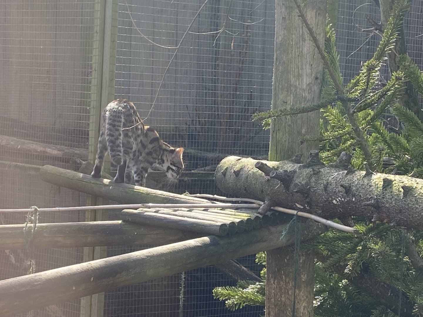 Indochinese leopard cat 250222