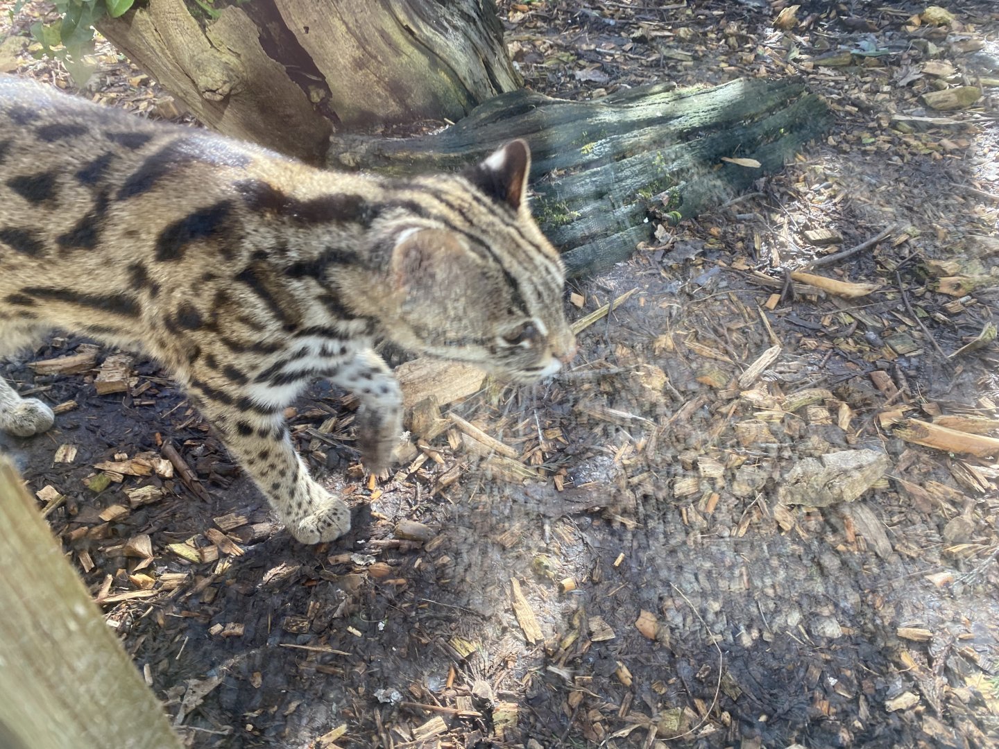Indochinese leopard cat 250222
