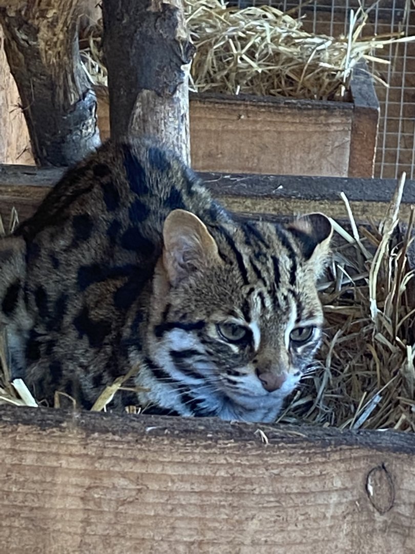 Indochinese leopard cat 250222