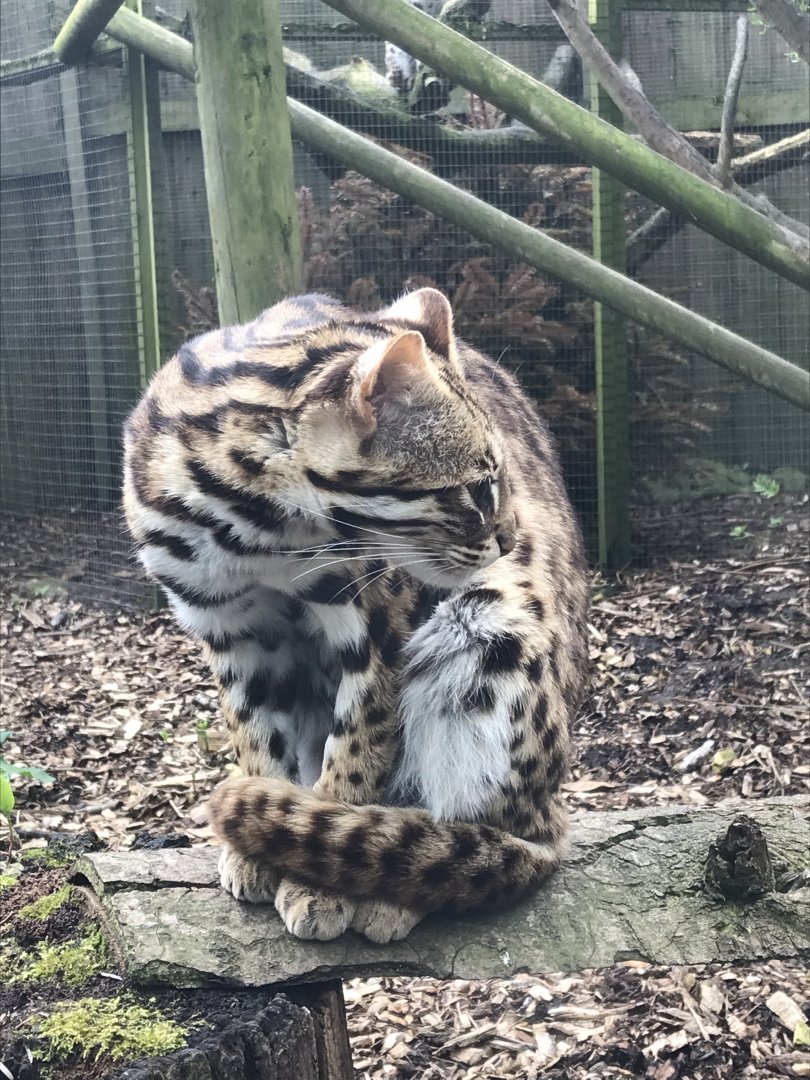 Indochinese leopard cat 280418