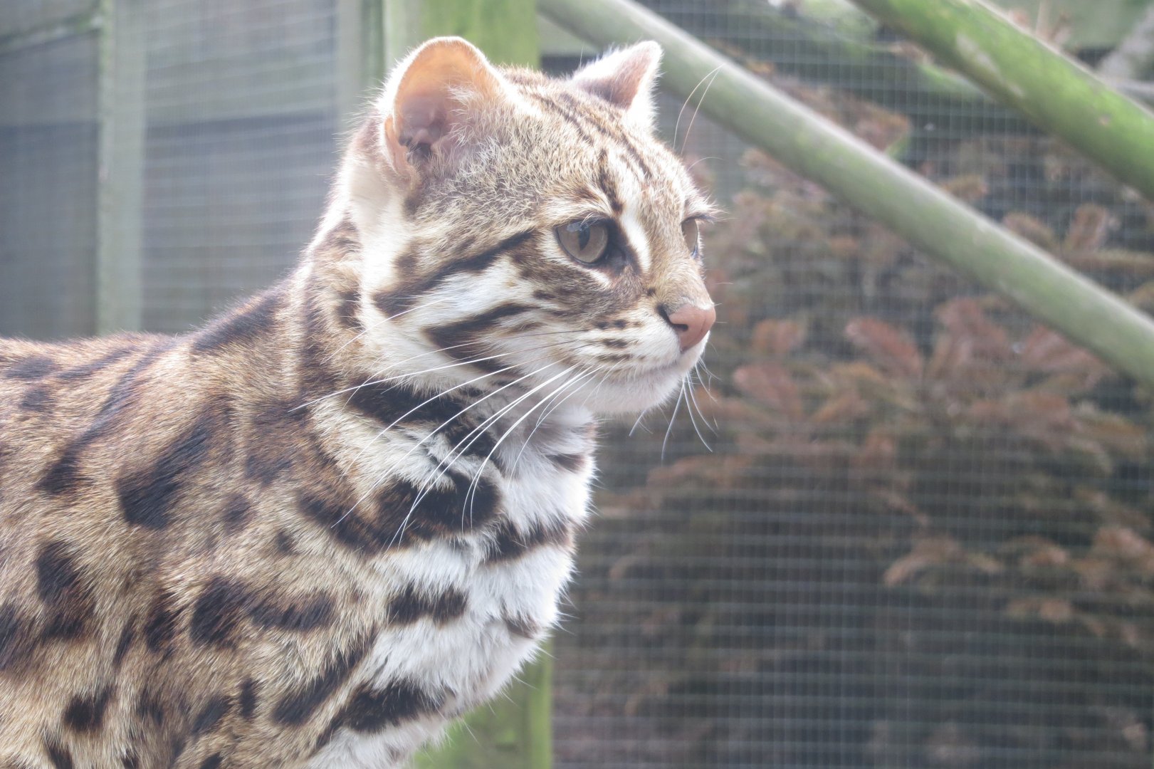 Indochinese leopard cat 280418