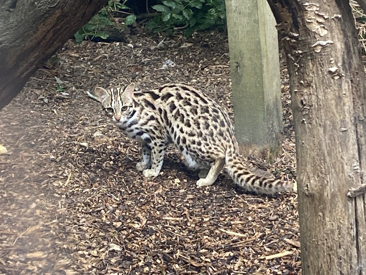 Indochinese leopard cat 300623