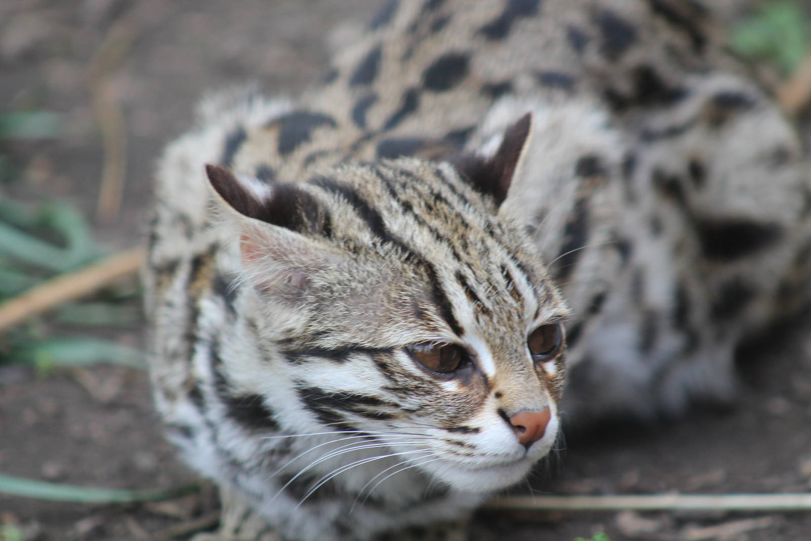 Indochinese Leopard Cat - 6th May 2013