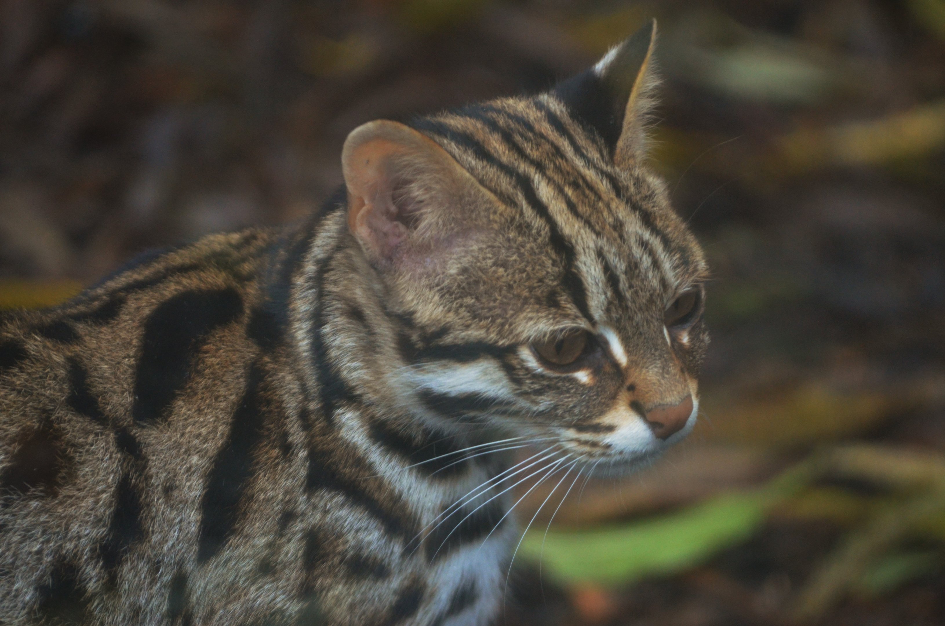 Indochinese Leopard Cat at Axe Valley, 02/11/19