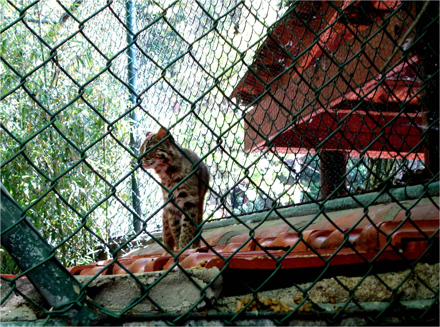 Indochinese Leopard Cat at Zoo da Maia, 27/04/08