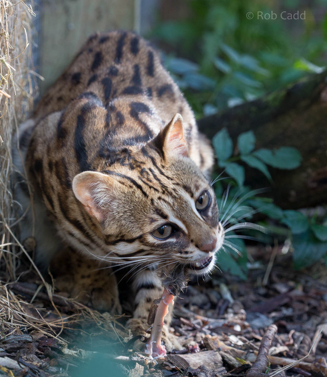 Indochinese leopard cat : Axe Valley : 22 Sep 2015