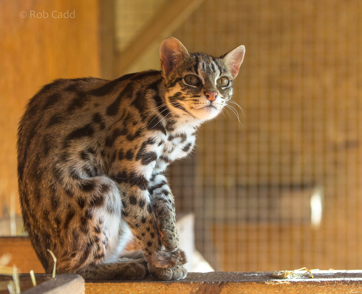 Indochinese leopard cat : Axe Valley : 22 Sep 2015