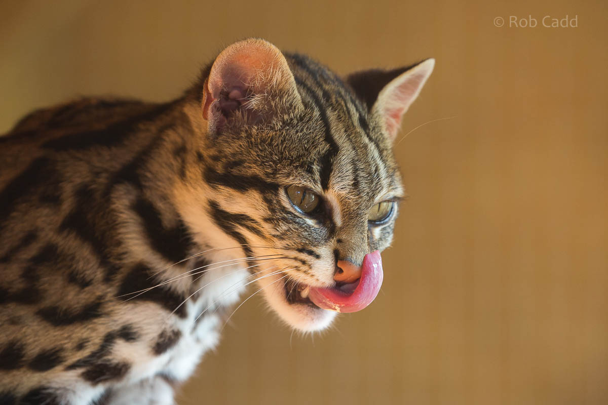 Indochinese leopard cat : Axe Valley : 22 Sep 2015