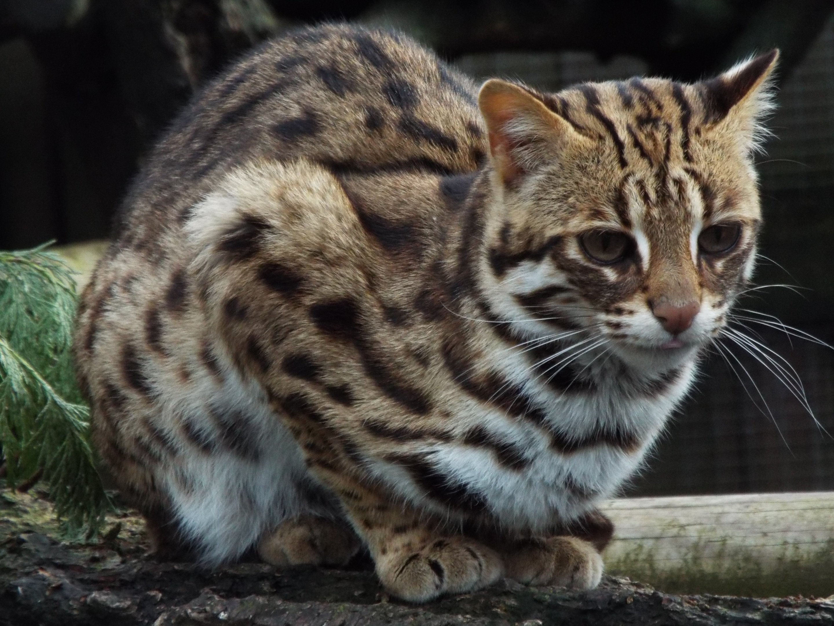 Indochinese Leopard Cat Axe Valley