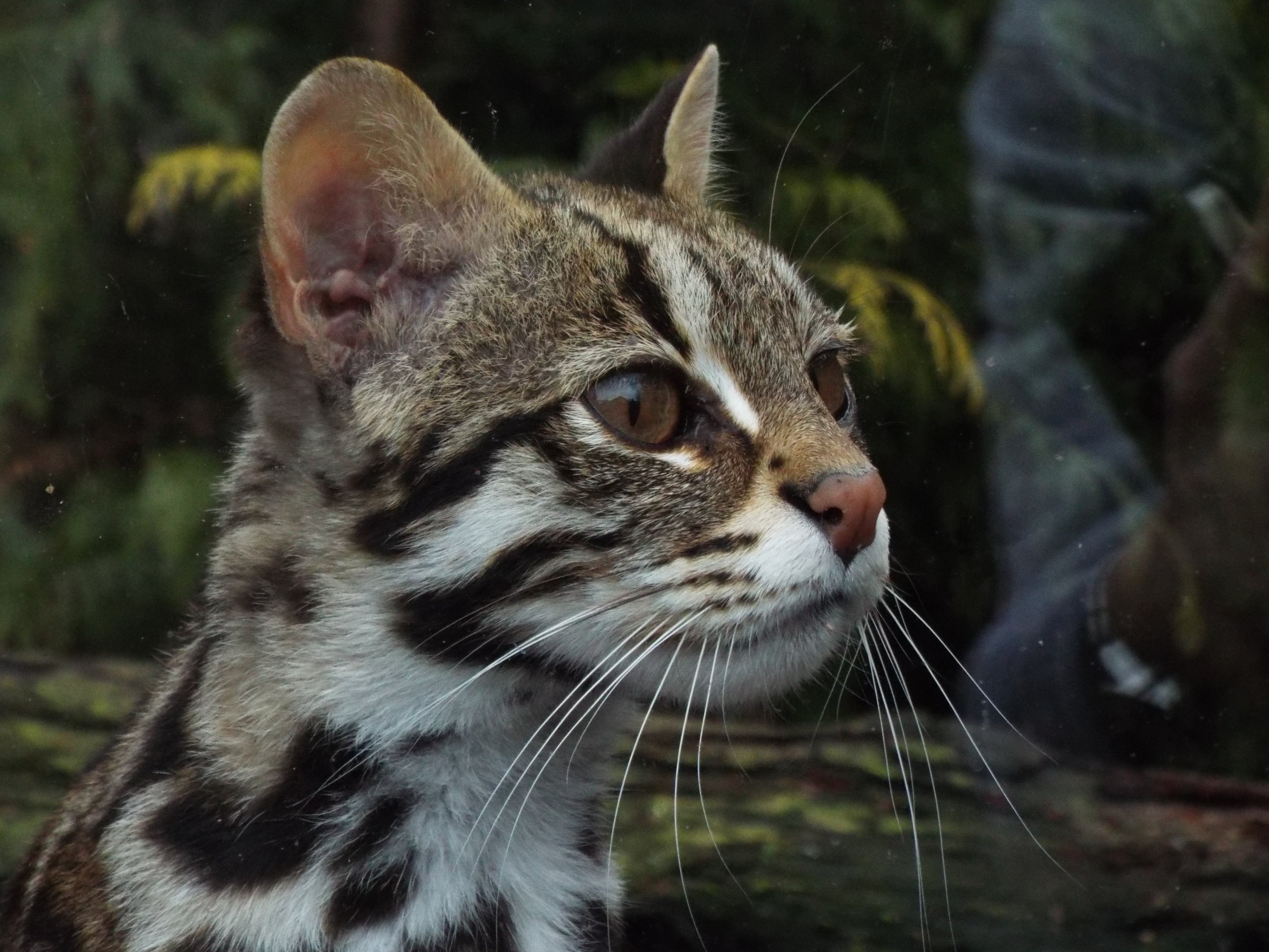 Indochinese Leopard Cat Axe Valley