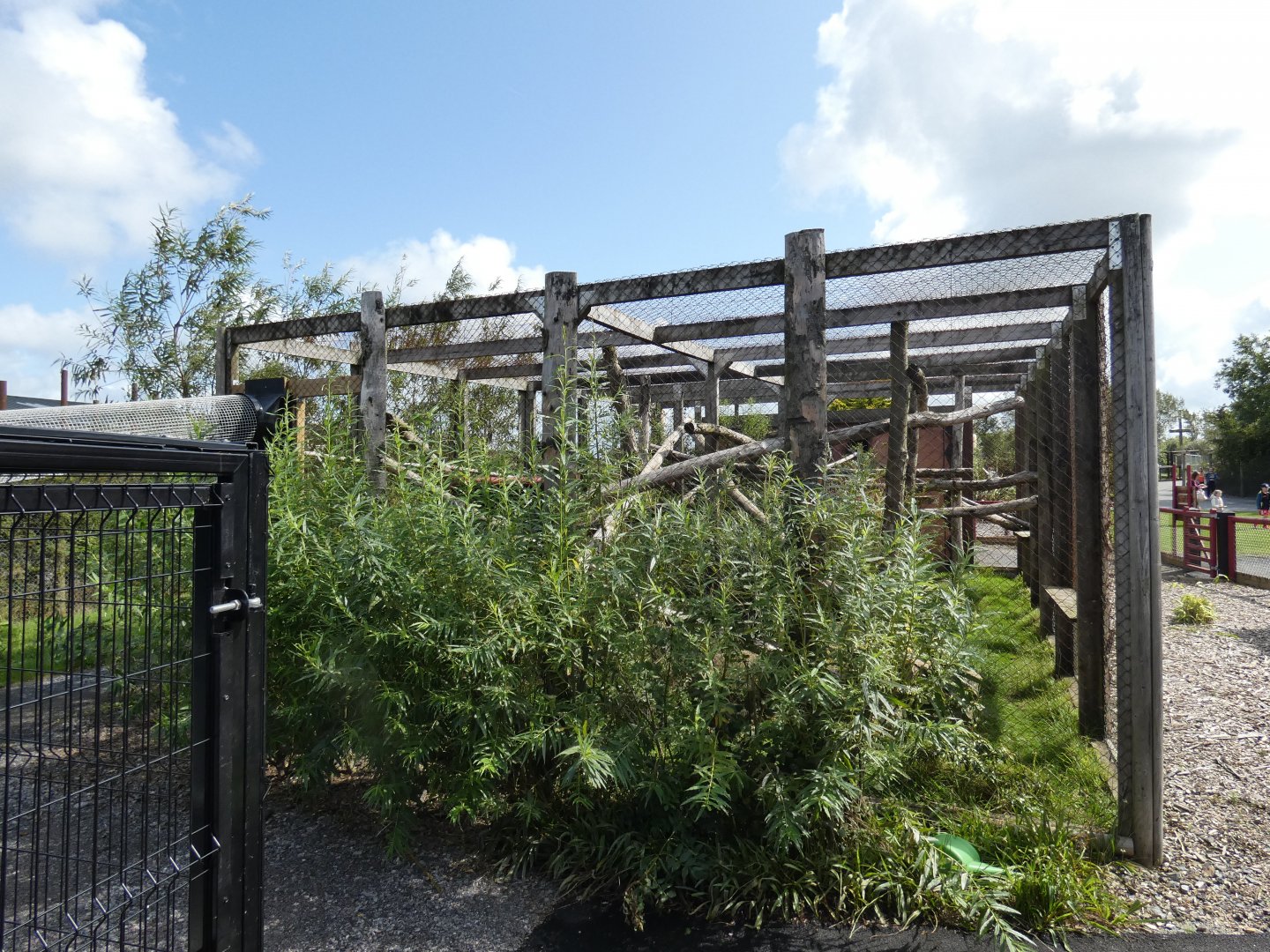 Indochinese Leopard Cat enclosure