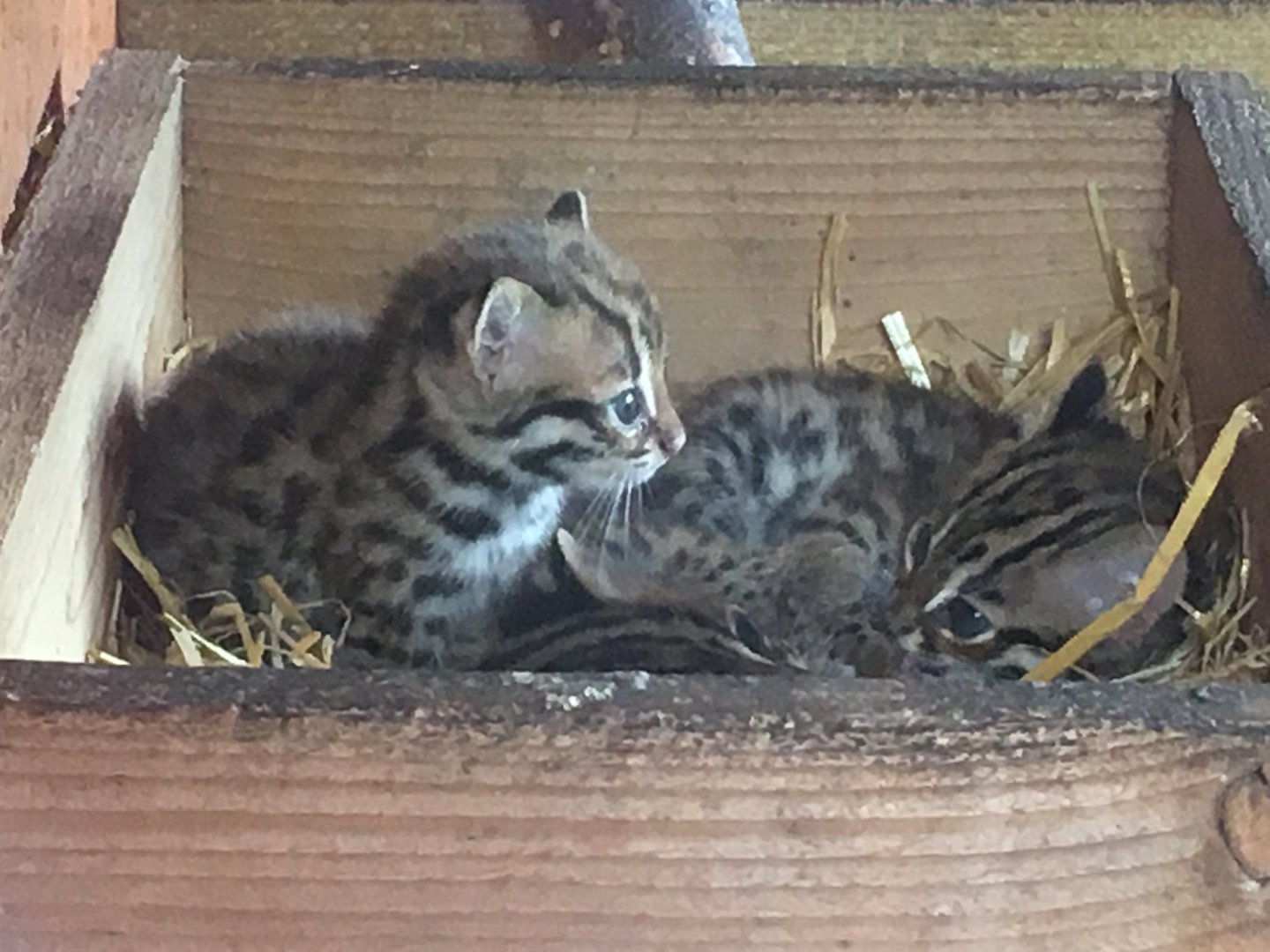 Indochinese leopard cat juveniles 290417