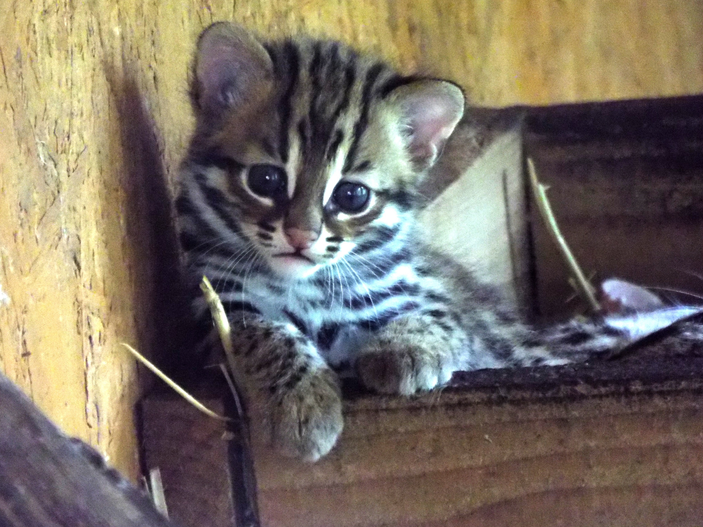 Indochinese Leopard Cat Kitten Axe Valley