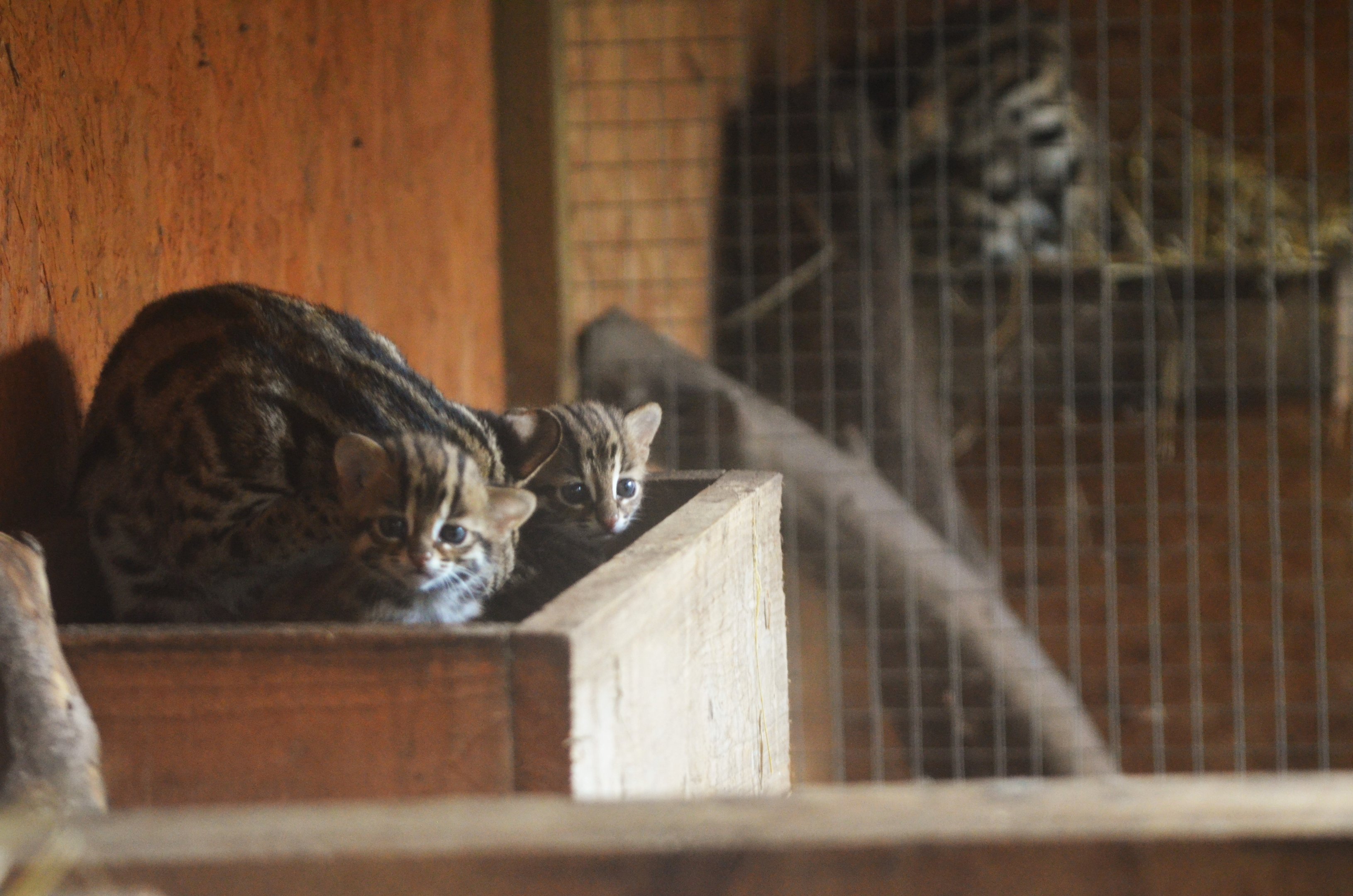 Indochinese Leopard Cat Kittens at Axe Valley, 02/11/19