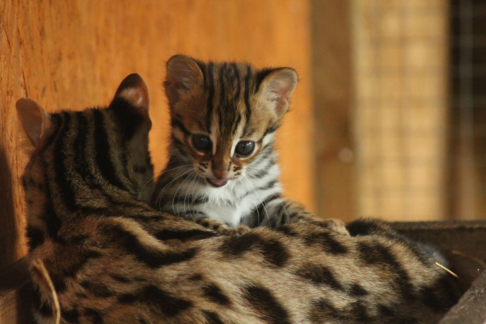 Indochinese Leopard Cat Kittens