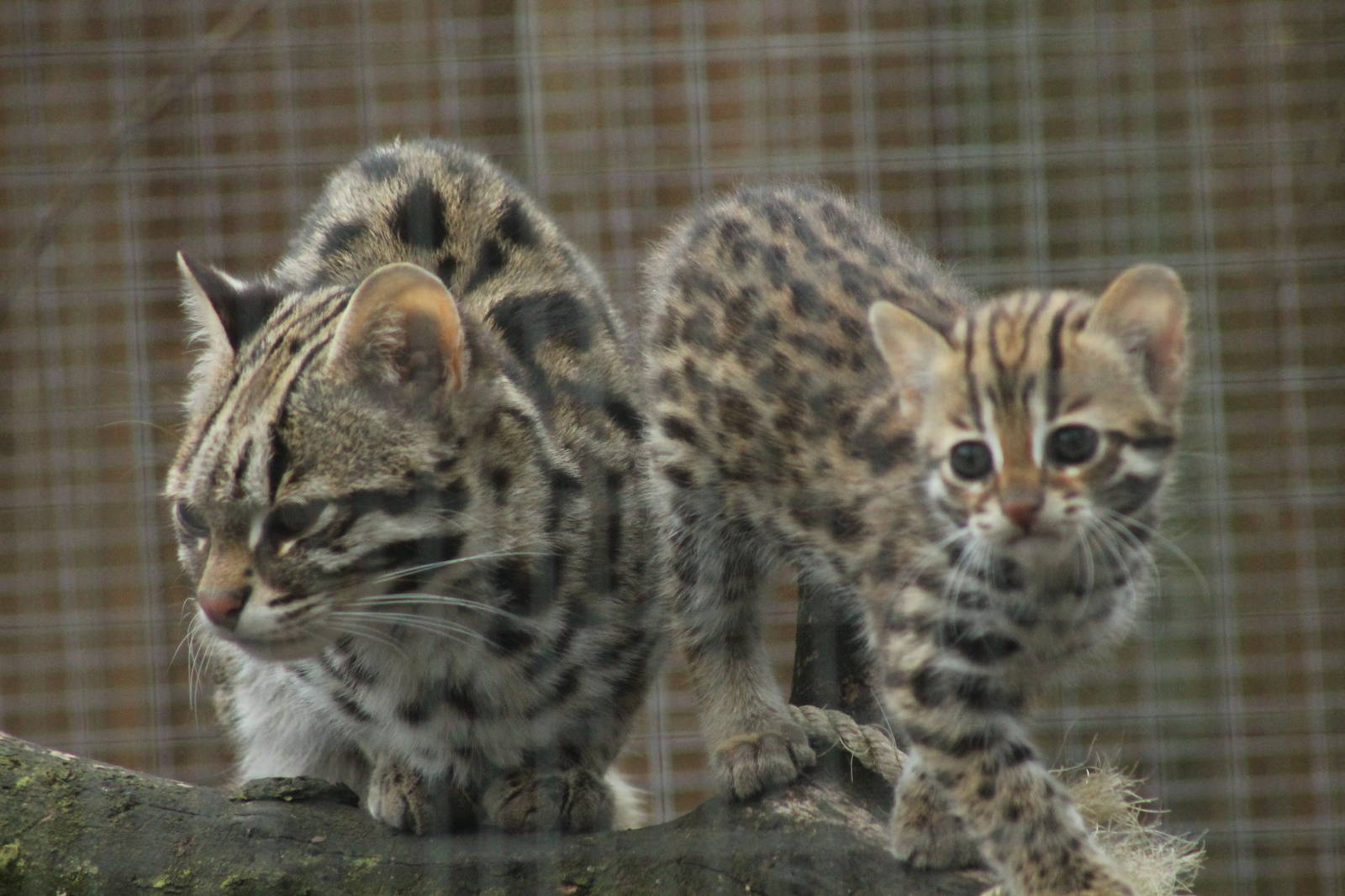 Indochinese Leopard Cat Kittens