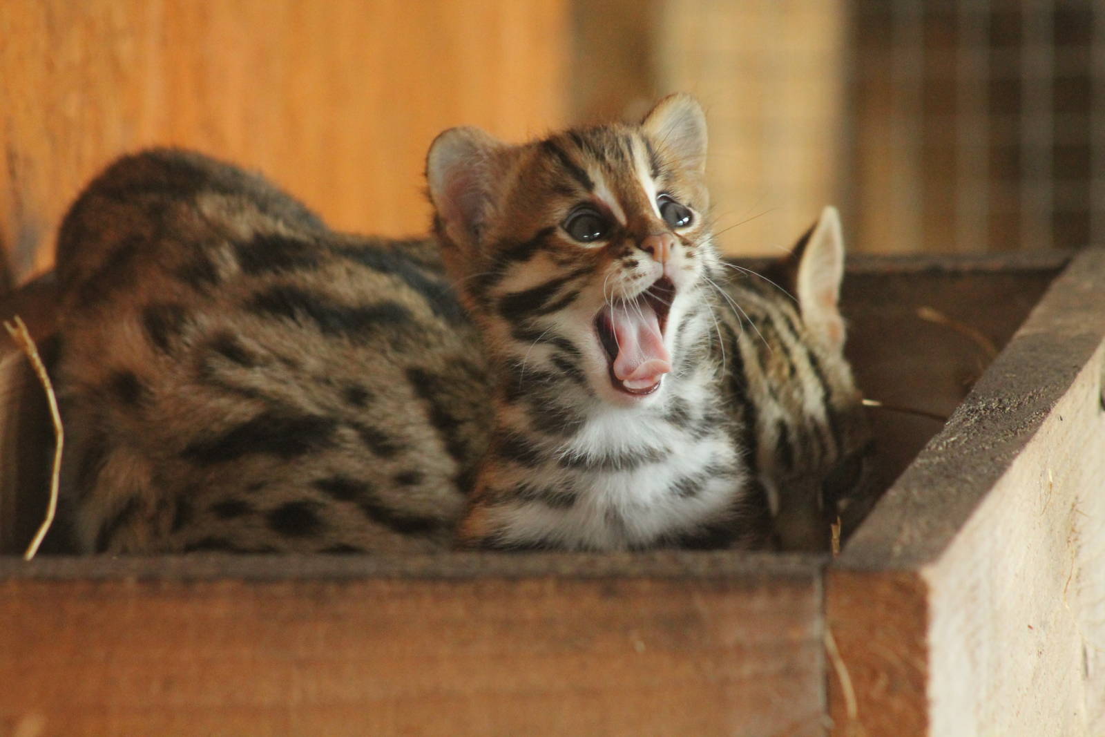 Indochinese Leopard Cat Kittens