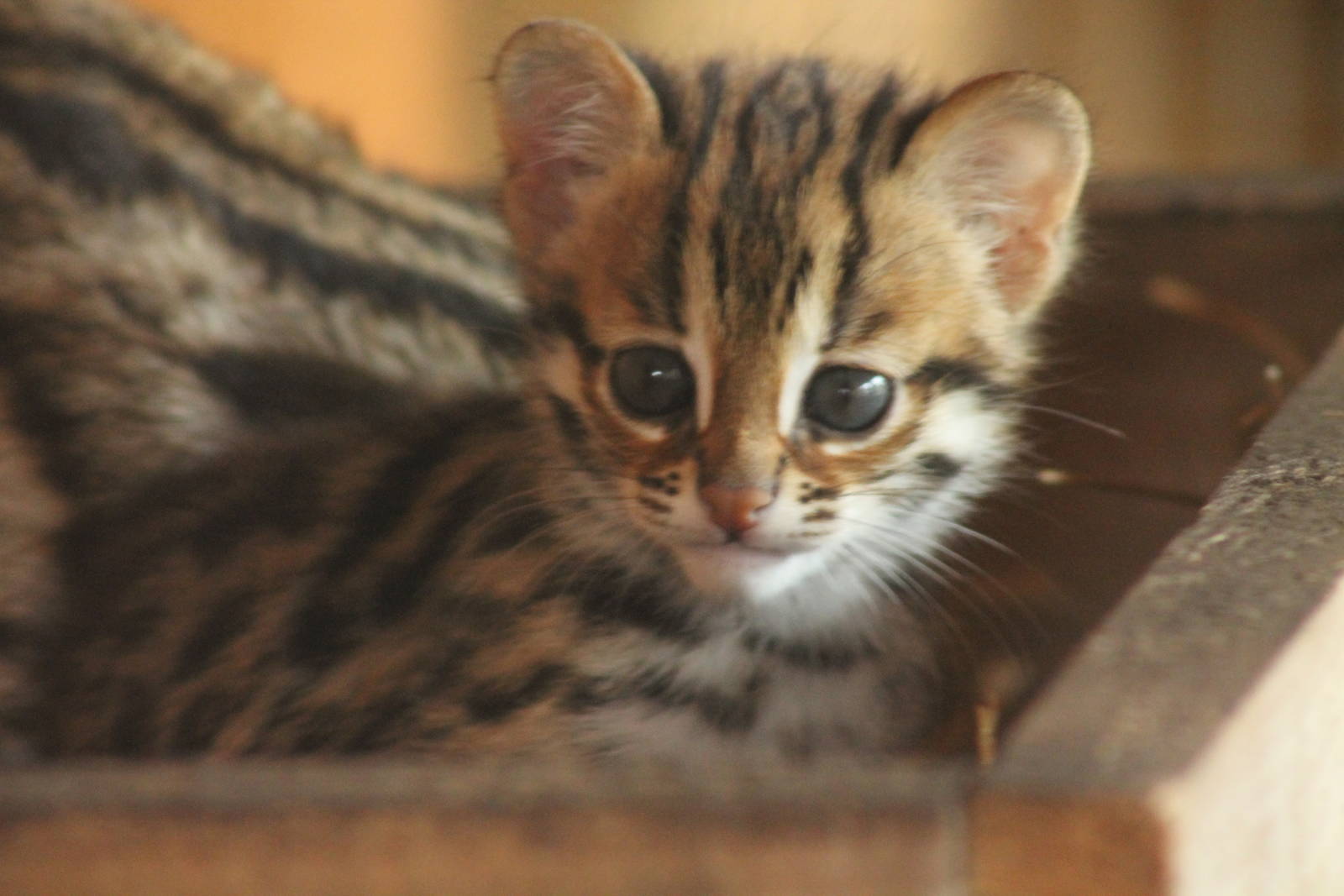 Indochinese Leopard Cat Kittens