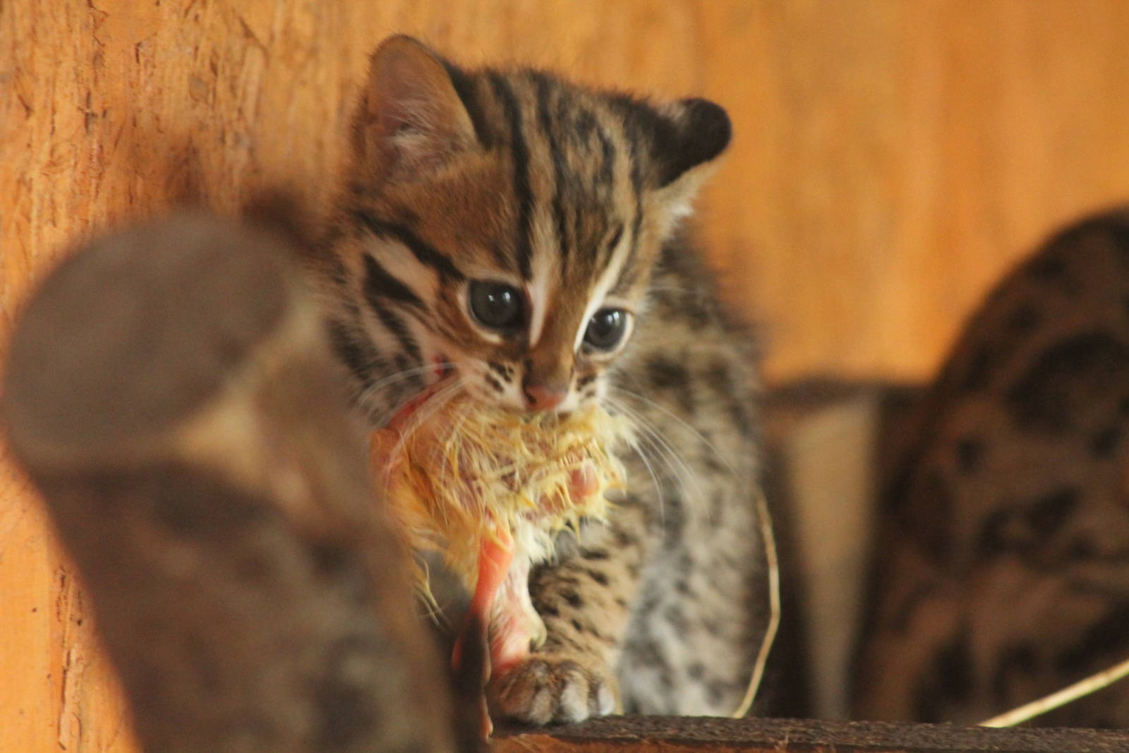 Indochinese Leopard Cat Kittens