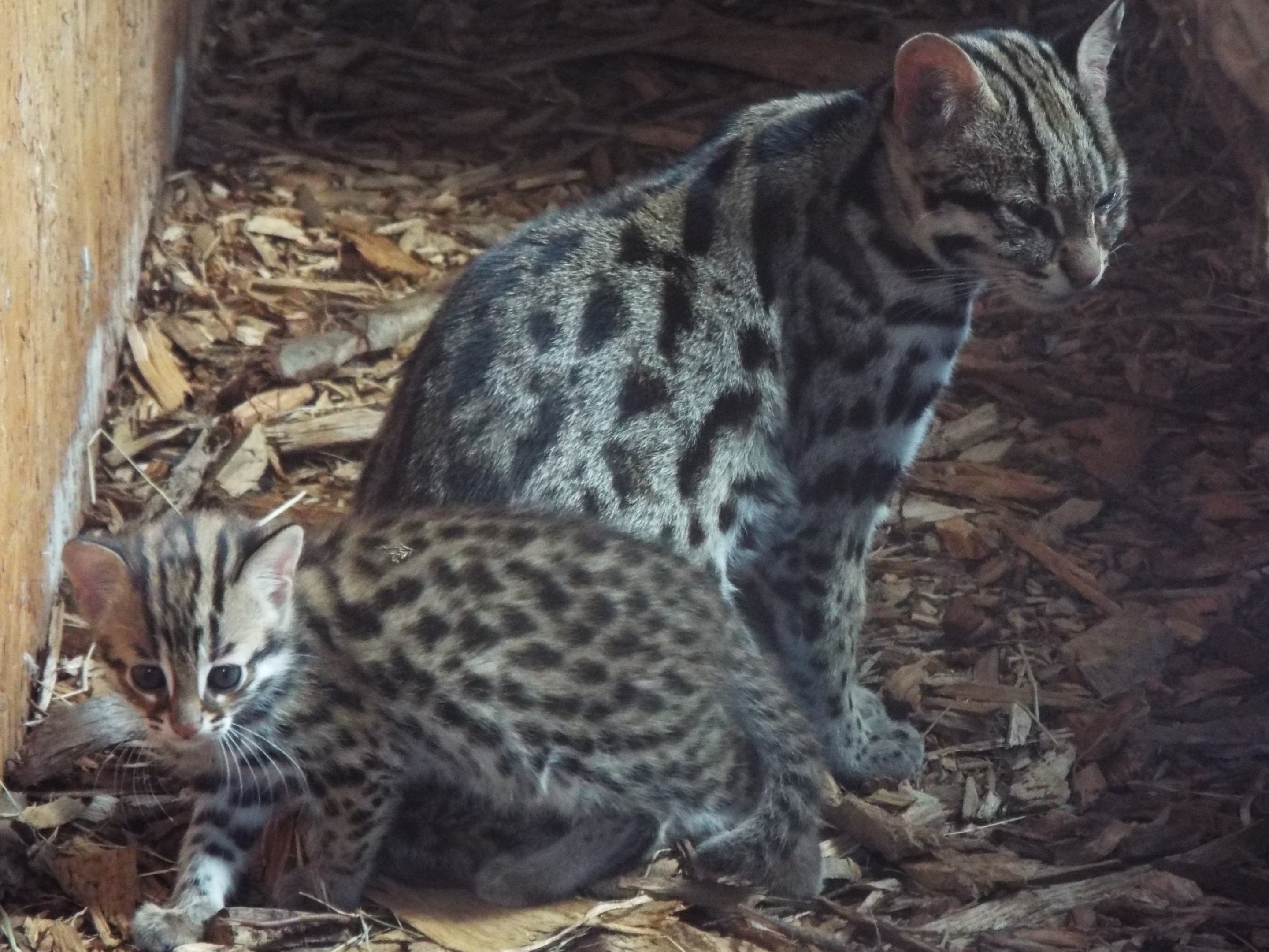 Indochinese Leopard Cat Mother and young - Axe Valley