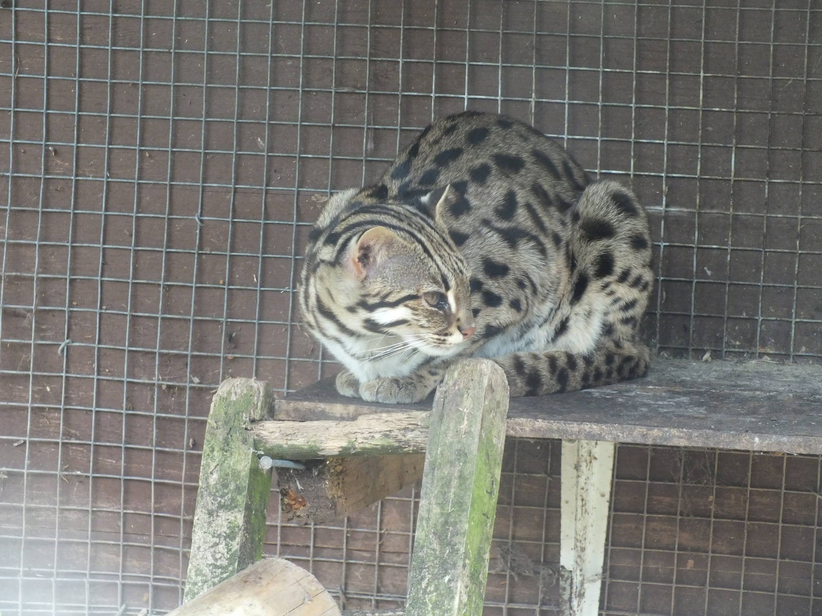 Indochinese Leopard Cat (Prionailurus bengalensis bengalensis) at Galloway