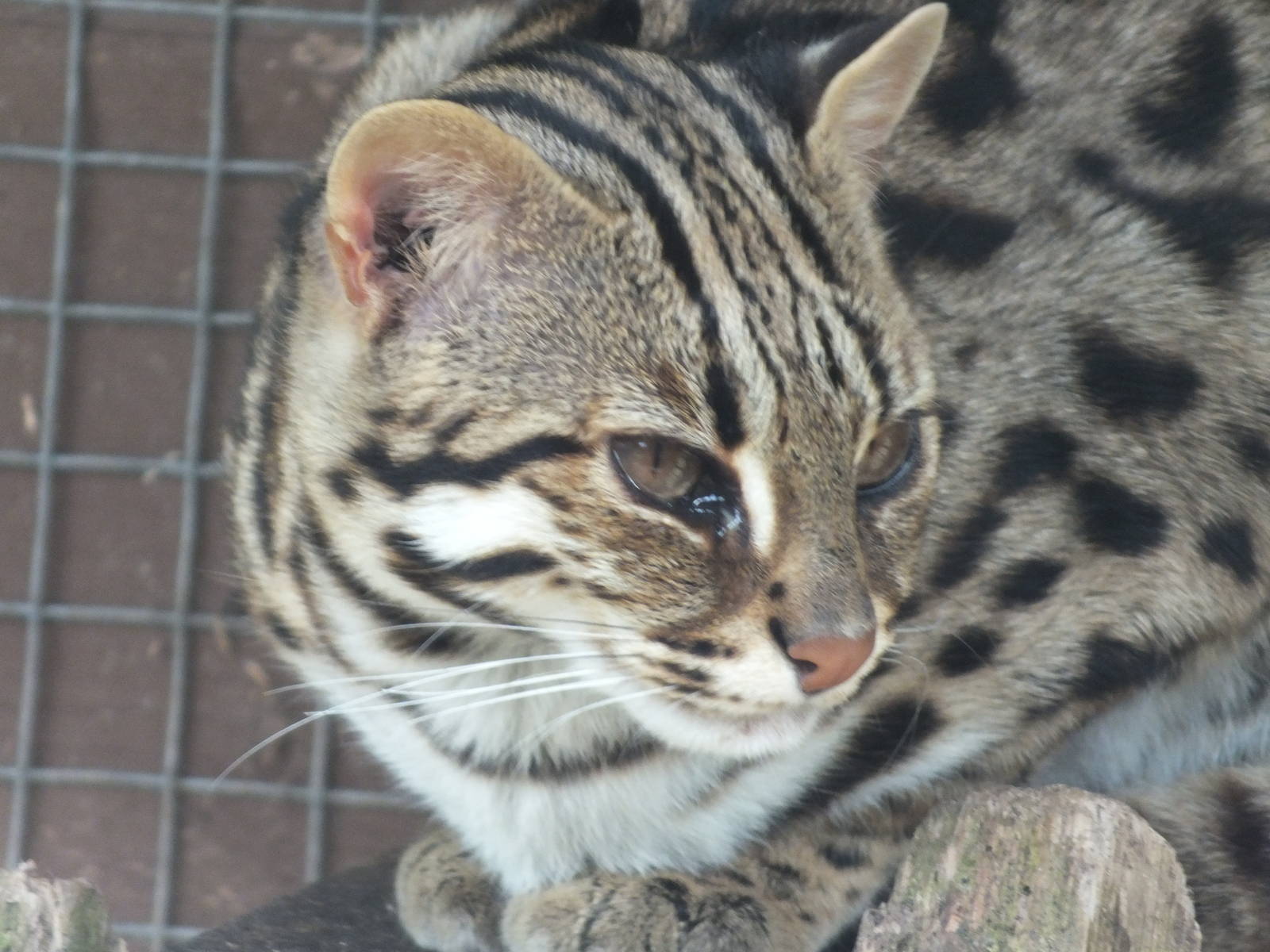 Indochinese Leopard Cat (Prionailurus bengalensis bengalensis) at Galloway