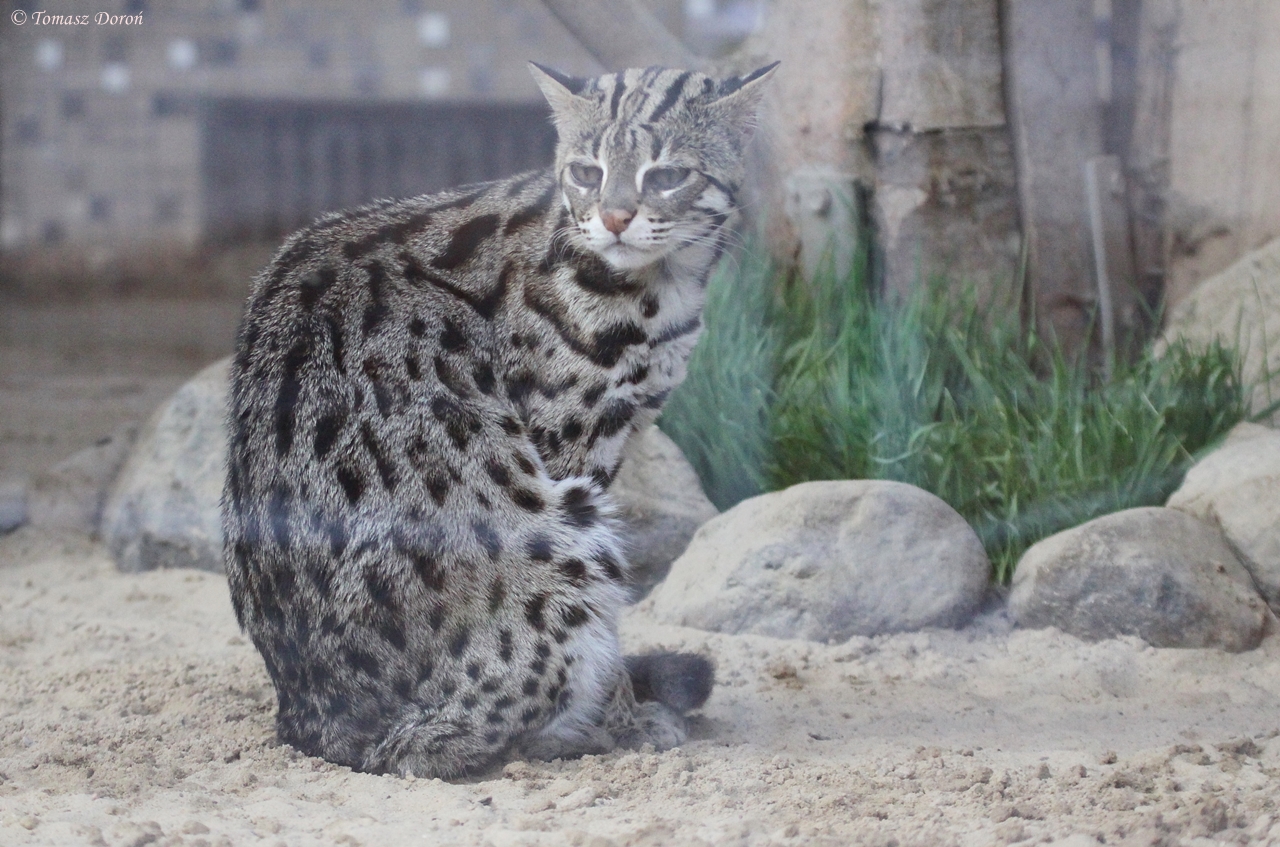 Indochinese Leopard Cat (Prionailurus bengalensis bengalensis) October 2011