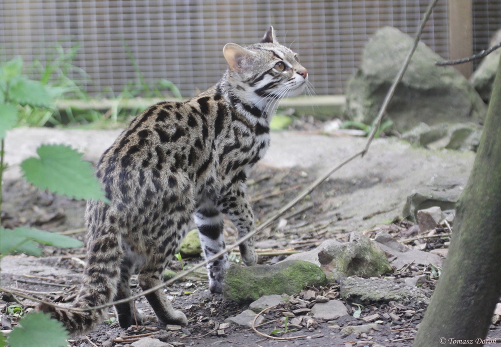 Indochinese leopard cat (Prionailurus bengalensis bengalensis)