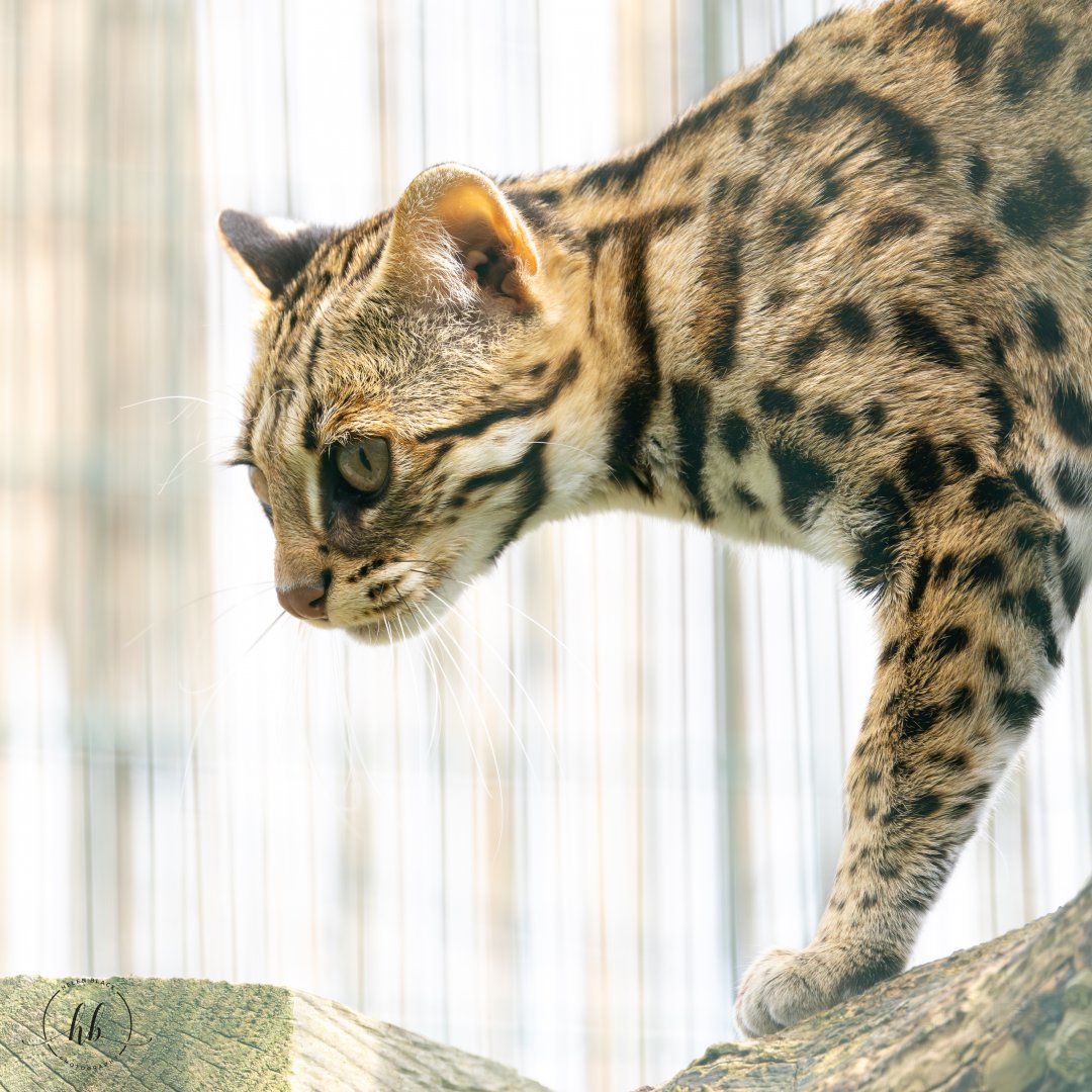 Indochinese Leopard Cat / Thrigby / 11-4-24