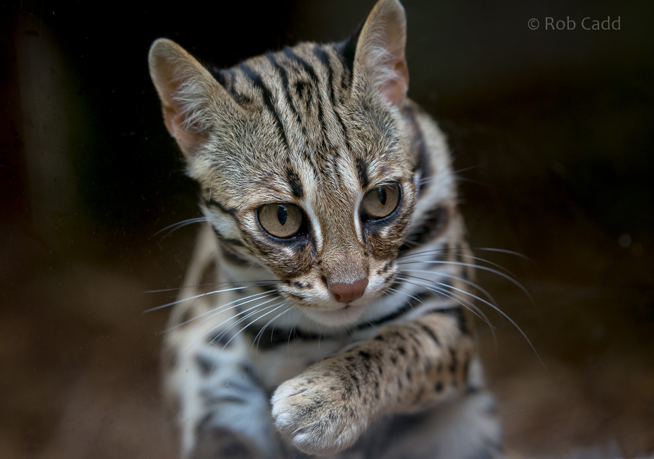 Indochinese leopard cat : Thrigby Hall : 26 Sep 2017